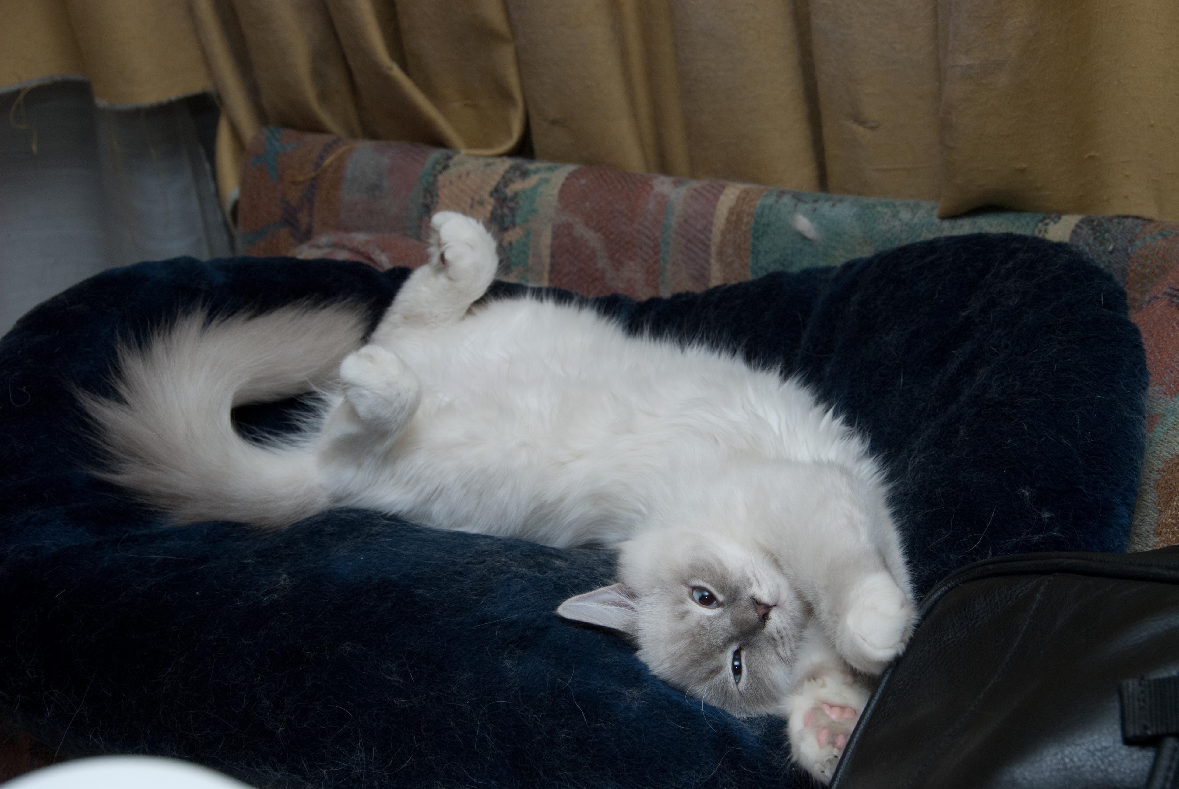 Beezle On a Cat Pillow