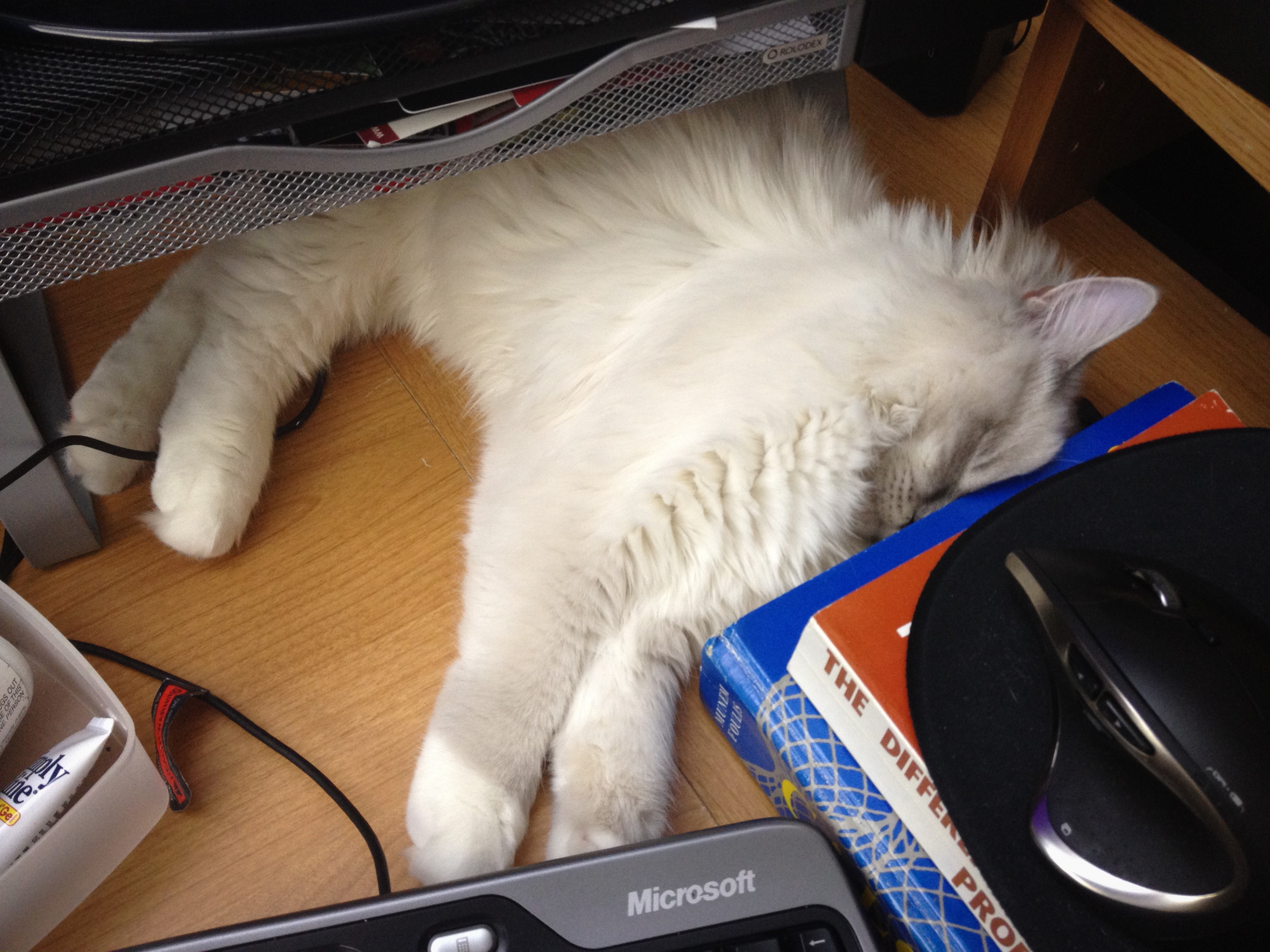 Beezle finds a spot on my desk