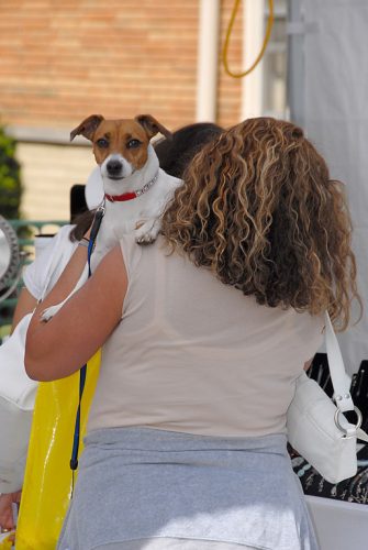 A Woman's Best Friend