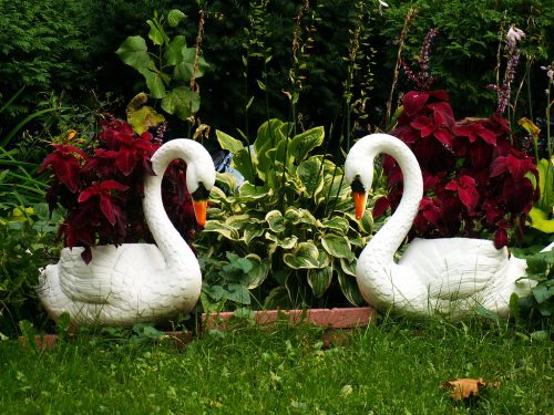 Garden Swans