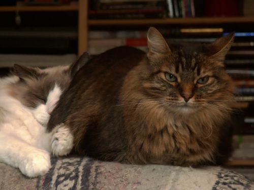Ripley With Dozer