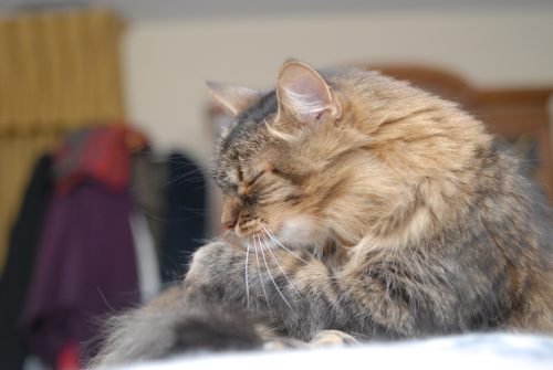 Meditation