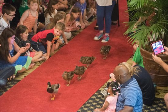 Morning Duck March at the Peabody Hotel, Memphis