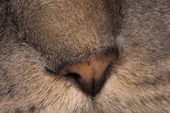 Closeup of Beezle's Nose