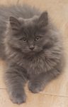 A small grey Siberian kitten sitting on a tile floor, looking up at the camera.