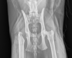 x-ray of a cat with FHO surgery on the left-side hip.