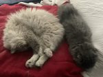 Beezle the Ragdoll cat and Tasha the Siberian cat sleeping together.