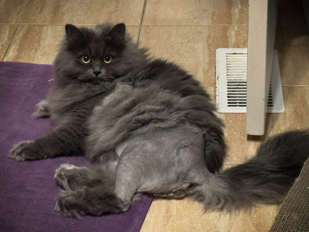 Tasha the Siberian cat, showing off her surgical wounds and shaved fur.