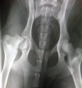 Ventral-dorsal x-ray view of a cat's hips, as if it were lying on its back with legs extended and you were looking down at it. The bulbous epiphysis of the right leg, at left in this view, is broken off the top of the shaft of the femur.