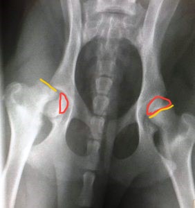 Ventral-dorsal x-ray view of a cat's hips, as if it were lying on its back with legs extended and you were looking down at it. The bulbous epiphysis of the right leg, at left in this view, is broken off the top of the shaft of the femur. The epiphysis and growth plates on both hips are highlighted to show the difference.